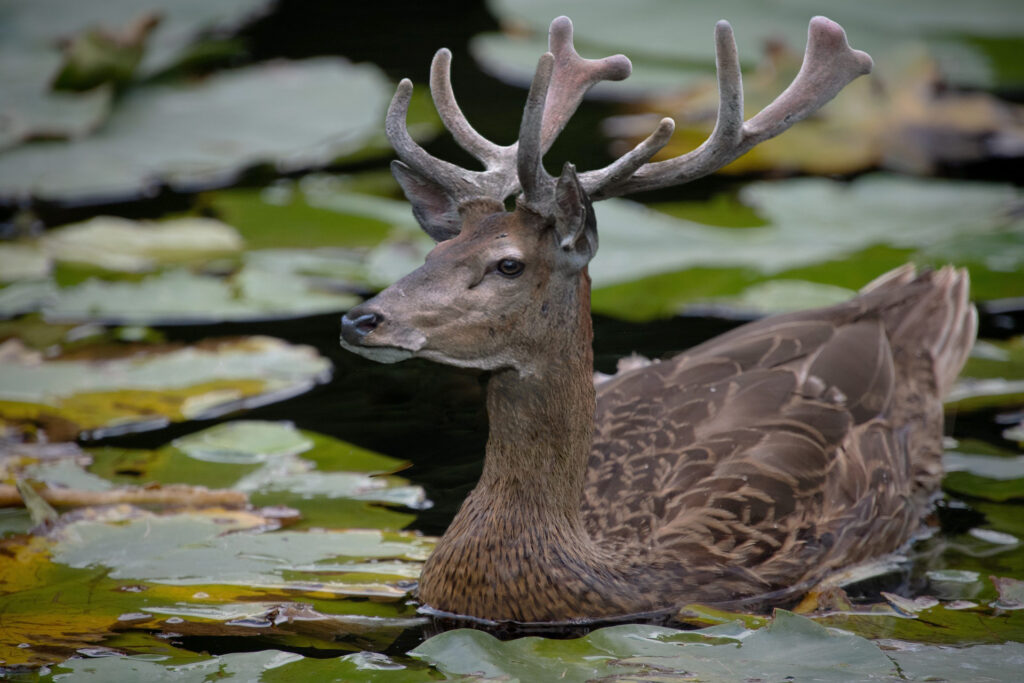 Project of photoshop class, 
chimerus photomorphosis 