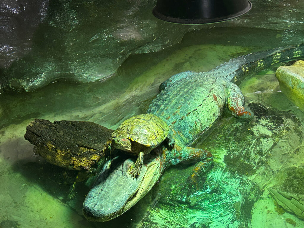 Funny picture of a turtle on top of a cocodrile
