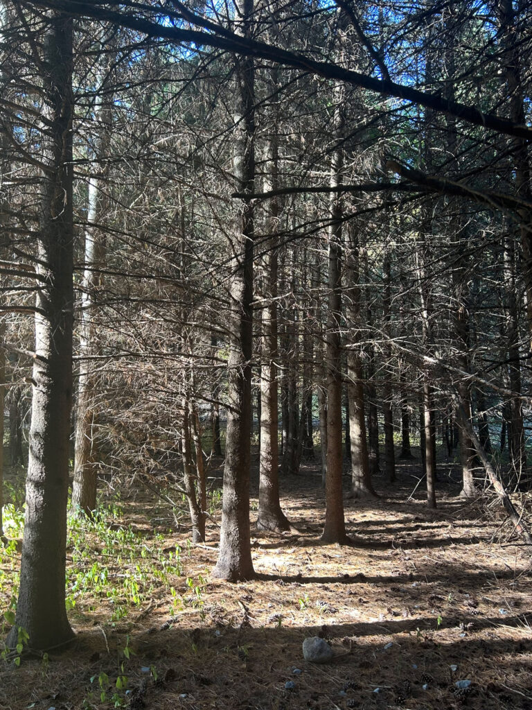A walk in the woods while enjoying the views