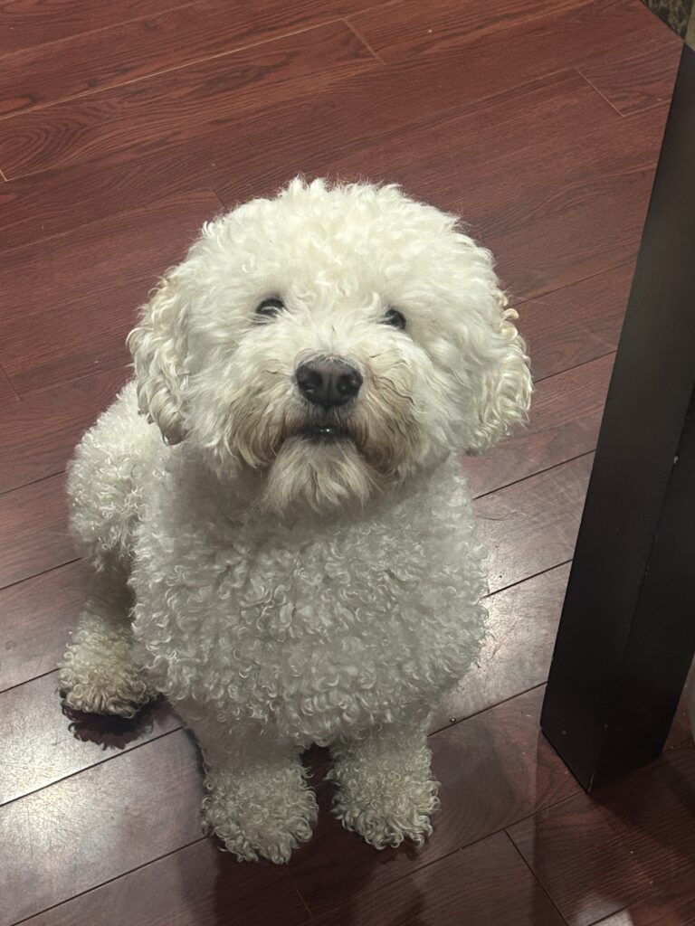 My 6 year old dog toby